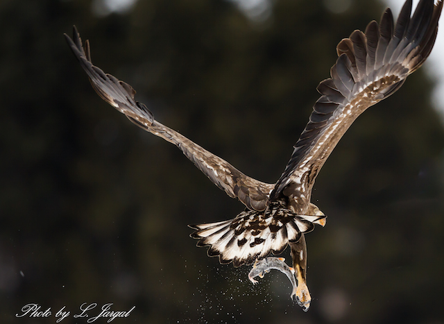 Цагаансүүлт нөмрөгбүргэд (Haliaeetus albicilla)